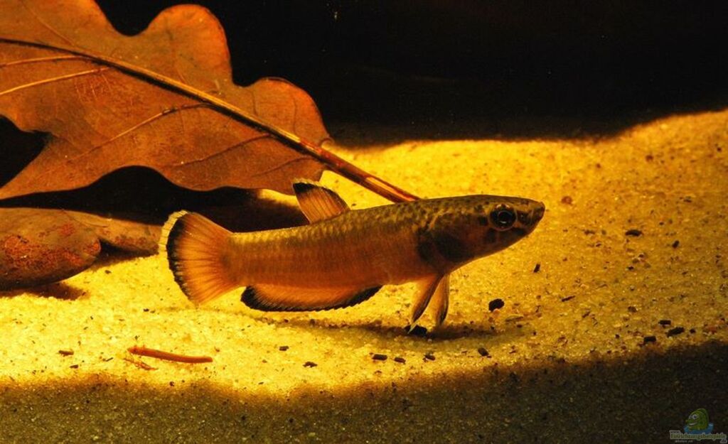 betta albimarginata care