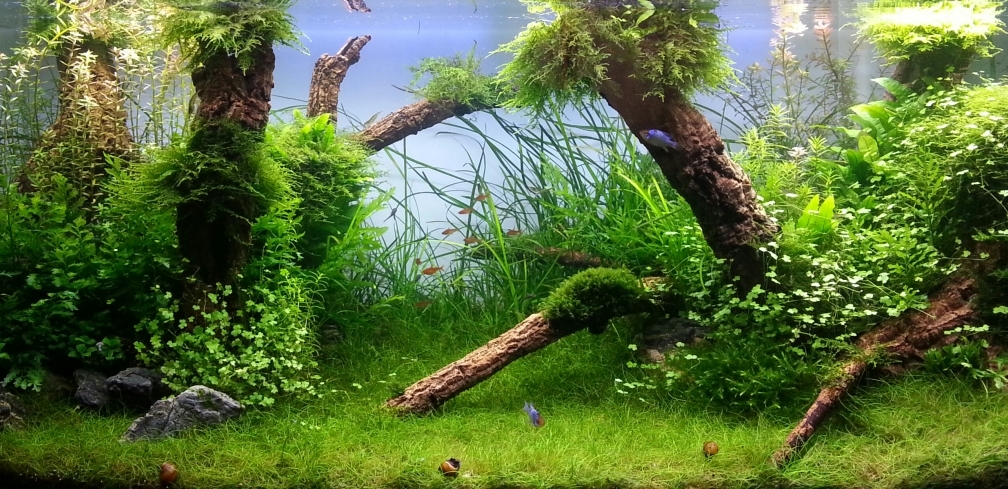Aquarium Hauptansicht von Grüne Wiese