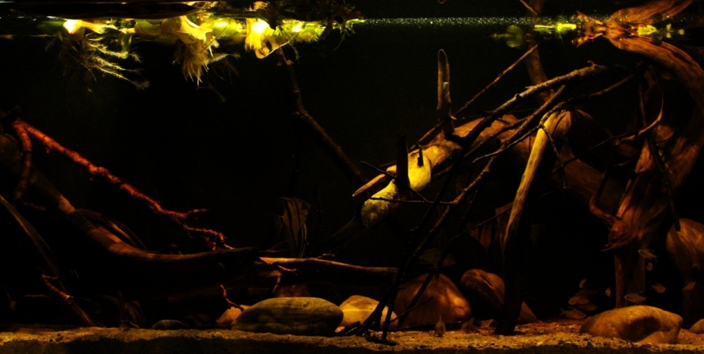Aquarium Hauptansicht von Rio Sowieso