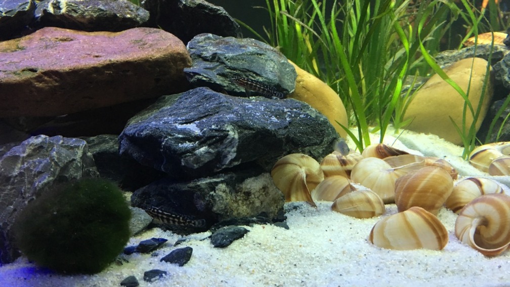 Aquarium Hauptansicht von Mein 1. Tanganjikasee-Becken