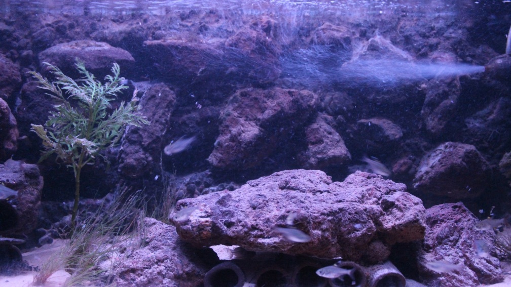 Aquarium Hauptansicht von Hypancistrus Heaven