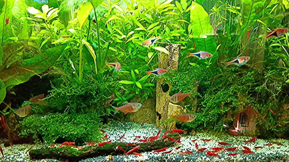 Aquarium Hauptansicht von mein kleines Asien Becken