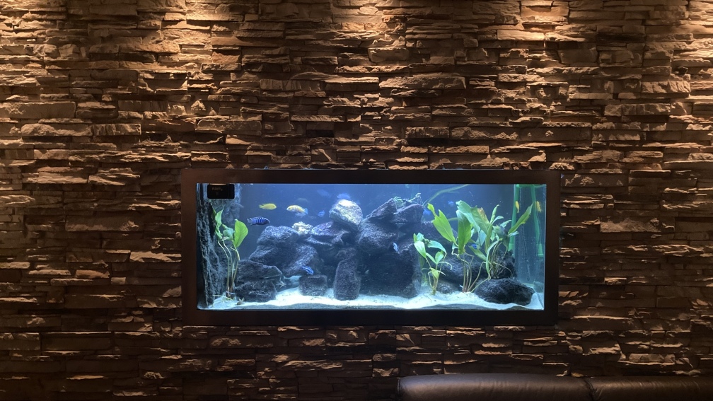 Aquarium Hauptansicht vom Wohnzimmer ( Durchsichtbecken )