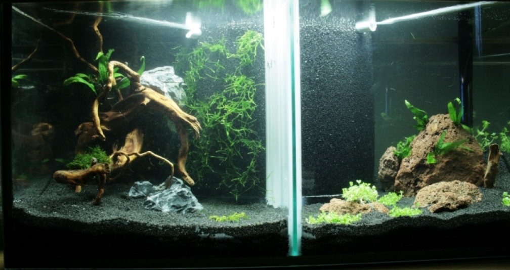 Příklad č 12089 z kategorie bezobratlí