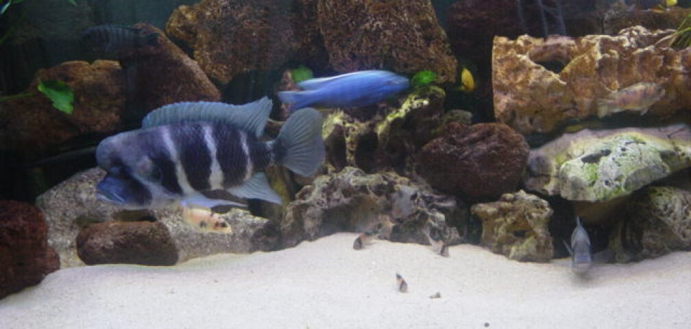 Ejemplo n 166 desde categoría mixed acuarios África oriental