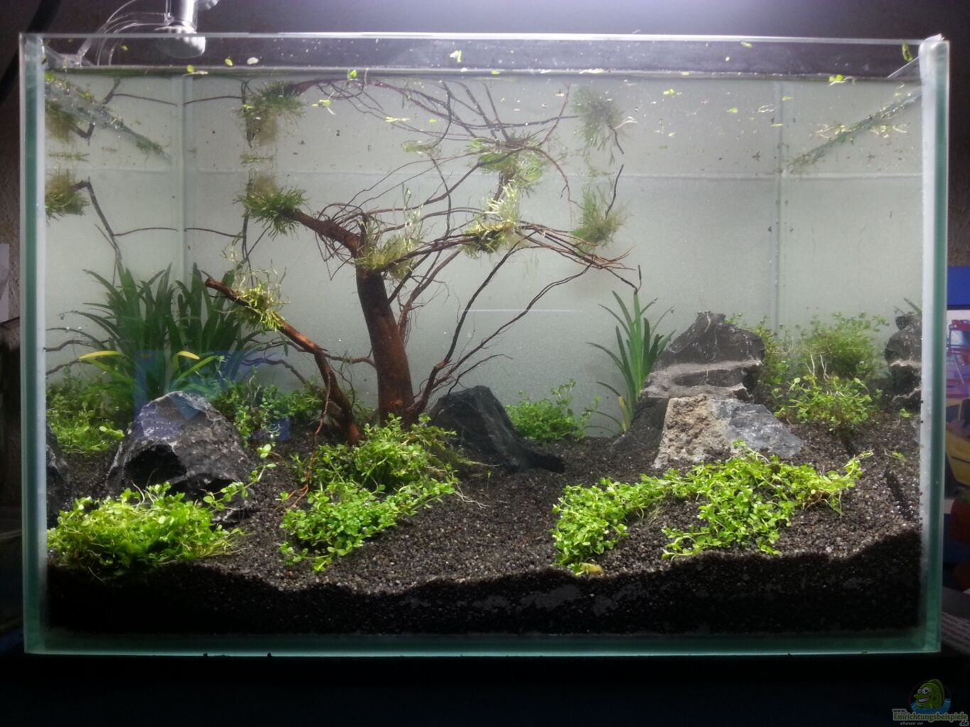Example No 26988 from the category aquascaping