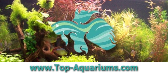 (c) Top-aquariums.com