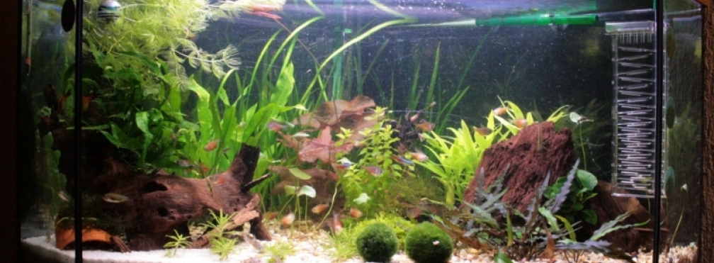 Delta 100 Frontalansicht 15.10.2008