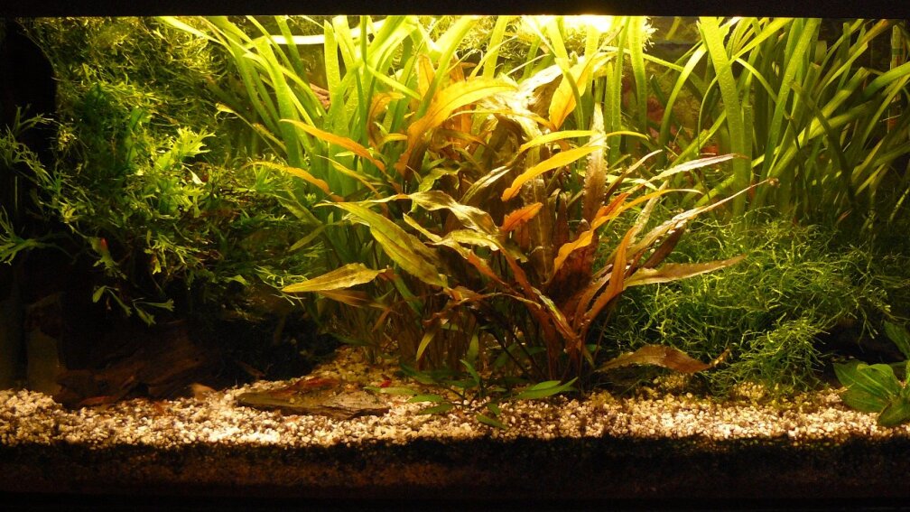 Aquarium Hauptansicht von 54 Liter