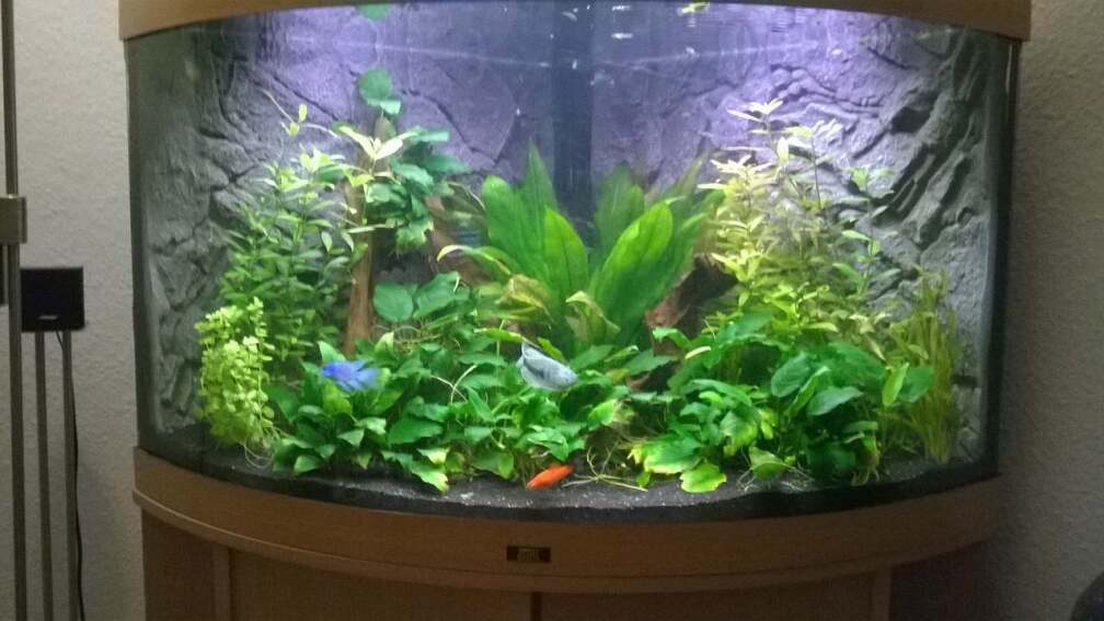 Aquarium Hauptansicht von Lebendgebärende