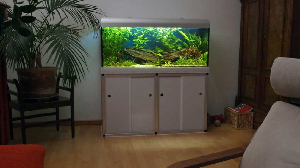 300 Liter Amazonas 8.2009