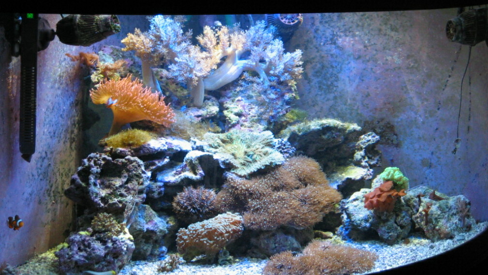Aquarium Hauptansicht von Trigon 350 (ablösung durch Deltec- Becken)