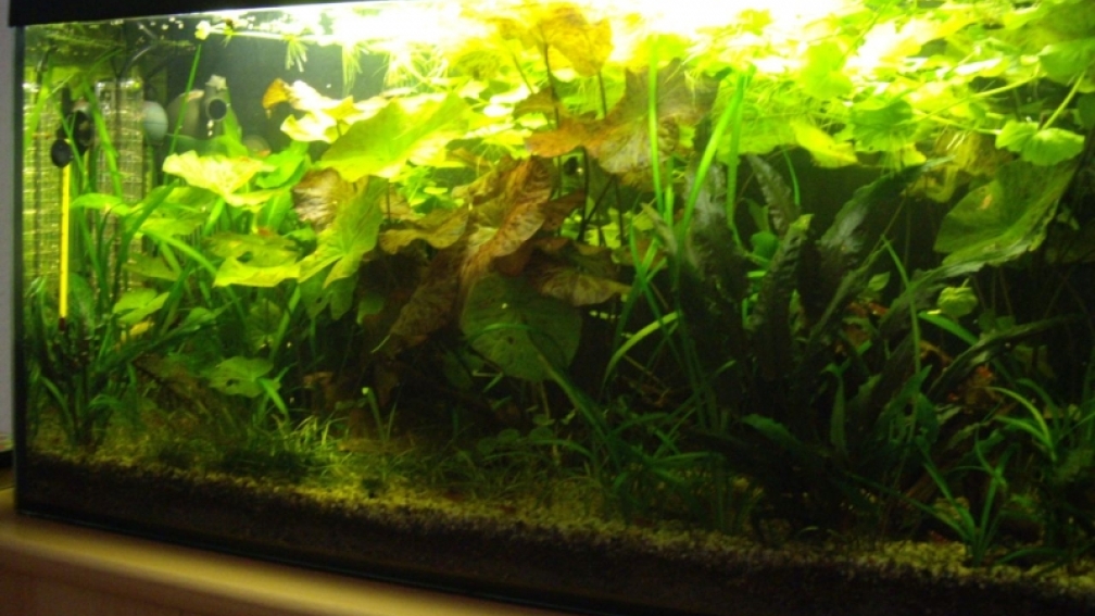 Aquarium Hauptansicht von Becken 10380