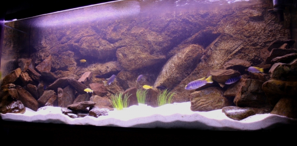 Mbuna Becken (VERKAUFT)