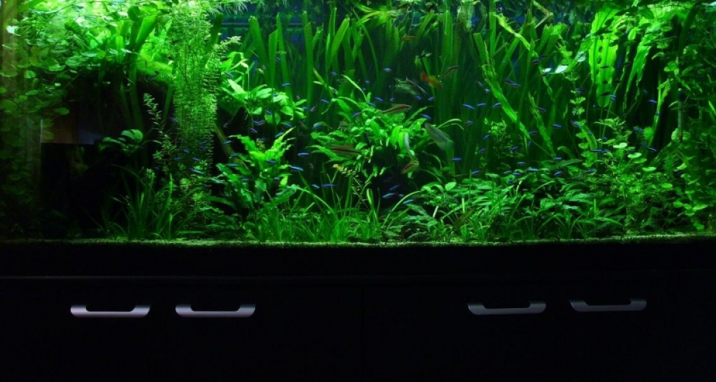 Aquarium Hauptansicht von 160cm