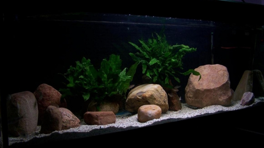 Aquarium Hauptansicht von 360 Liter Tanganjika