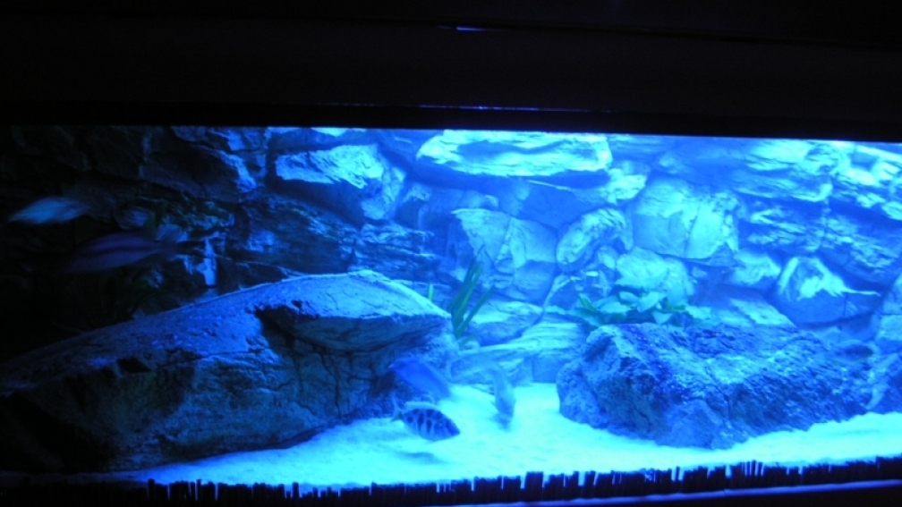 Aquarium Hauptansicht von Räuber aus dem Werder.... ähmm Malawisee