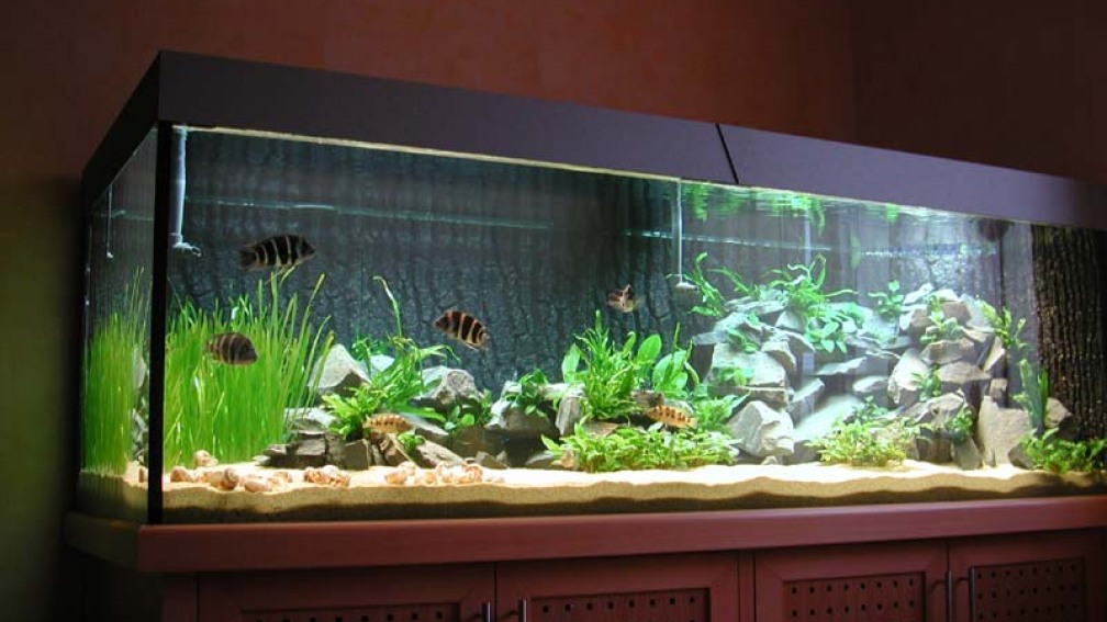 Aquarium Hauptansicht von Becken 1084