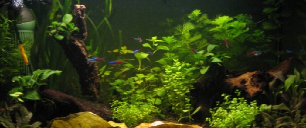 Meine grüne Hölle!