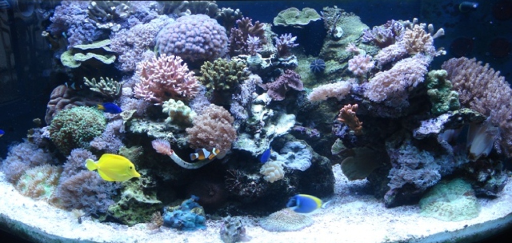 Aquarium Hauptansicht von Becken 10953