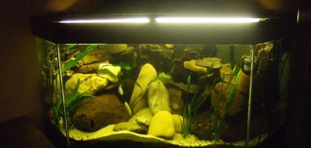 Malawi Delta Becken 330 Liter