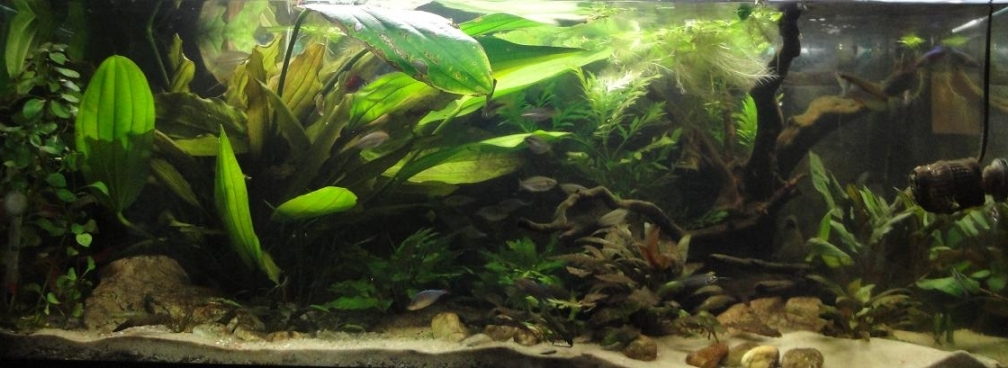 Aquarium Hauptansicht von Asienbecken (Existiert nicht mehr)