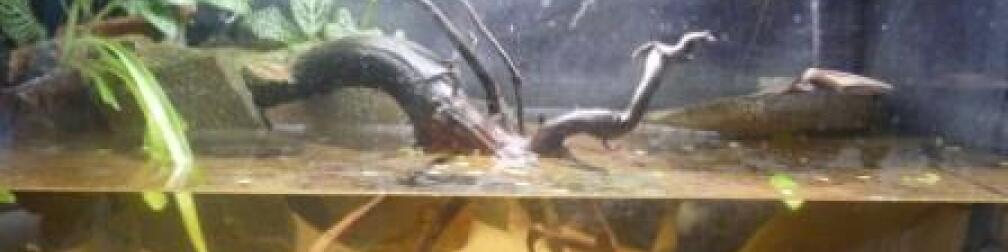 Aquarium Hauptansicht von So nicht mehr vorhanden