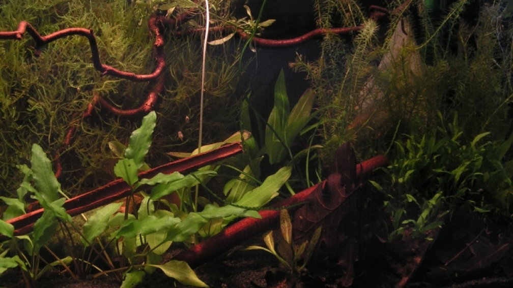 Aquarium am 22.3.2009