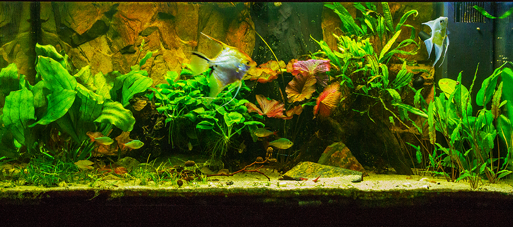 27.01.2015 Aquarium Hauptansicht von Amazonasworld