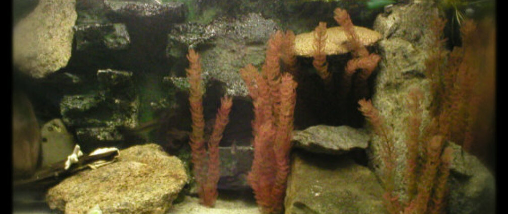 Aquarium Hauptansicht von Becken 118