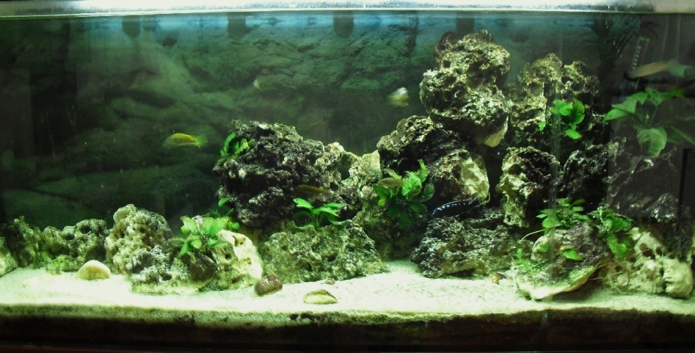 Aquarium Hauptansicht von Malawi-Nature