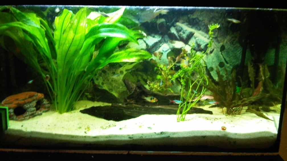 Aquarium Hauptansicht von Gesellschaftsbecken