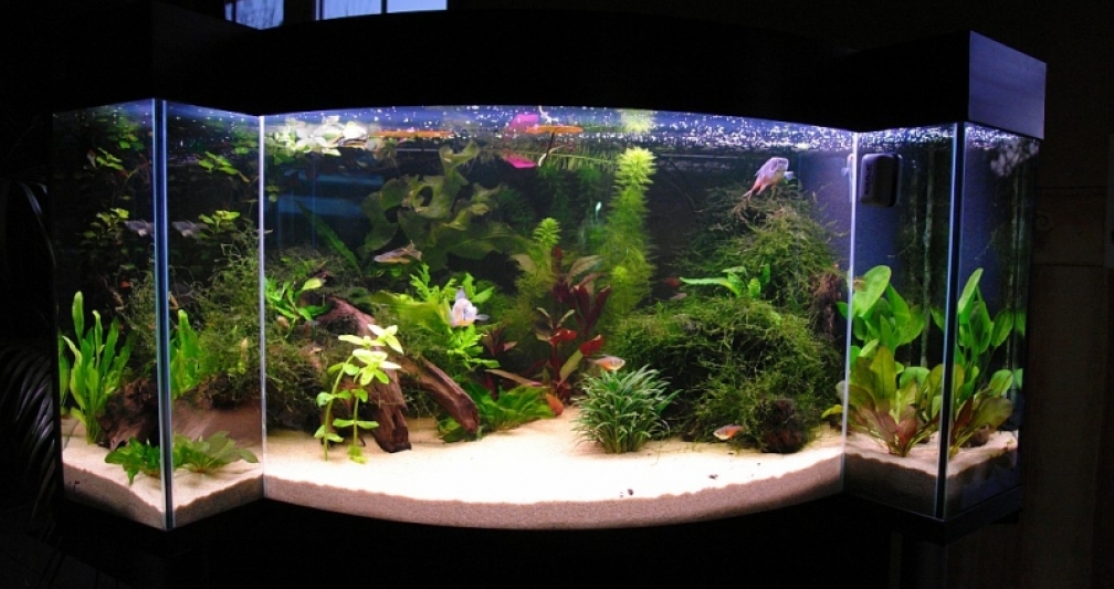 Aquarium Hauptansicht von Becken 11953