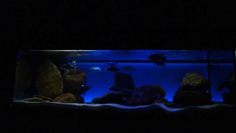 Oeli`s Non Mbuna Tank Nov. 2012