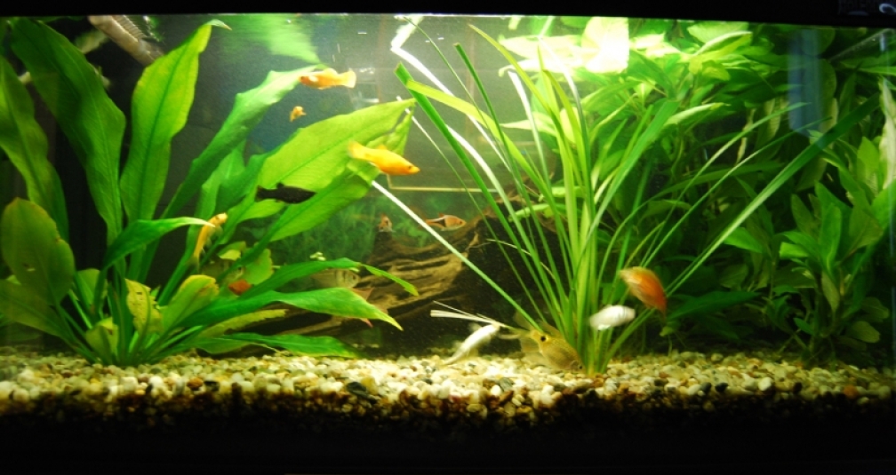 Aquarium Hauptansicht von Becken 12324