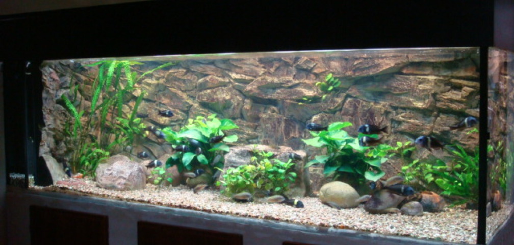 Aquarium Hauptansicht von Tanganjika 840