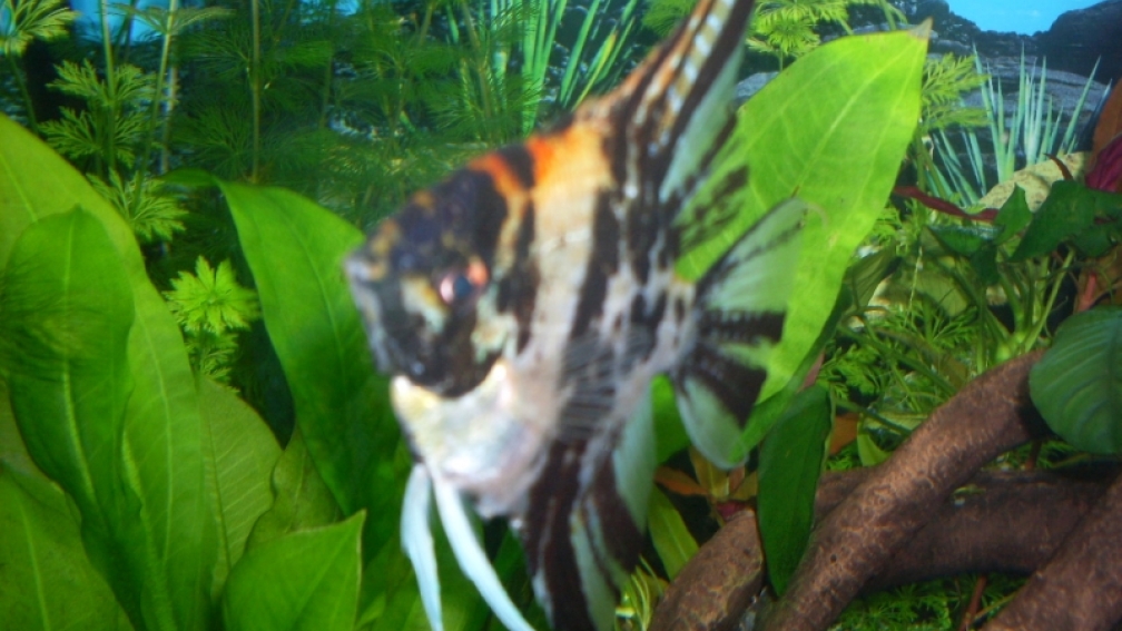 Aquarium Hauptansicht von Rio 400