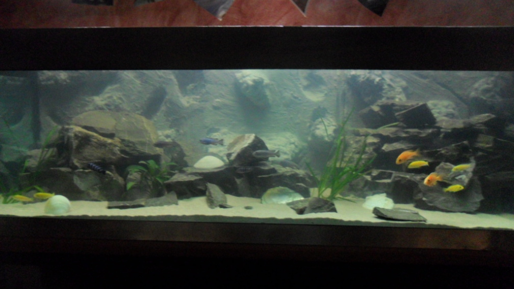 Aquarium Hauptansicht von Mbuna´s Place