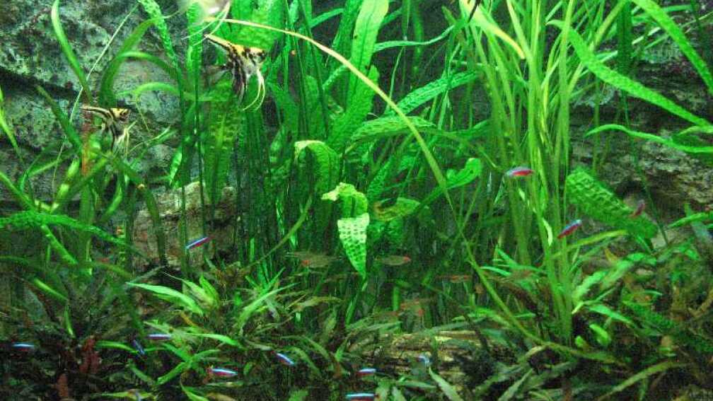 Foto vom 15. Dezember 2009