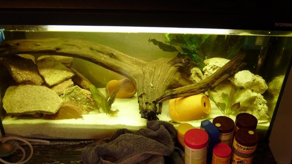 Aquarium Hauptansicht von Nur noch als Beispiel |Krebse