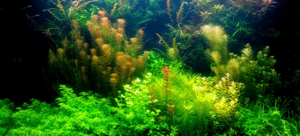 Aquarium Hauptansicht von Farbenfrohes Steilufer