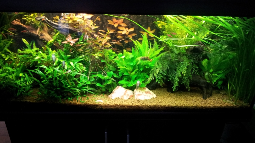 Aquarium Hauptansicht von Unterwasserdschungel