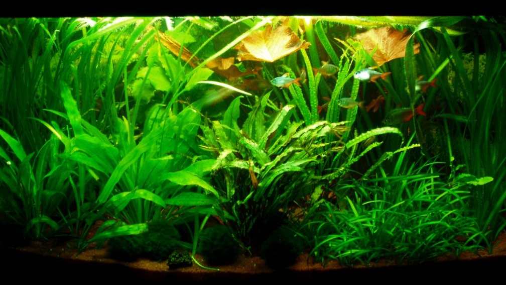 Blick vom Esstisch aufs Aquarium 13.04.10