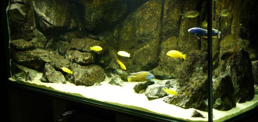 Aquarium Hauptansicht von Malawi Wohnzimmer (aufgelöst)