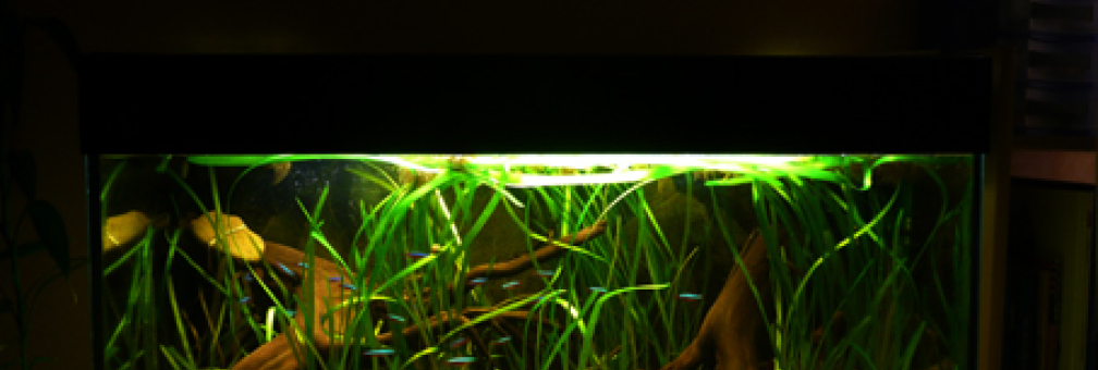 Aquarium Hauptansicht von 112 Südamerika,A