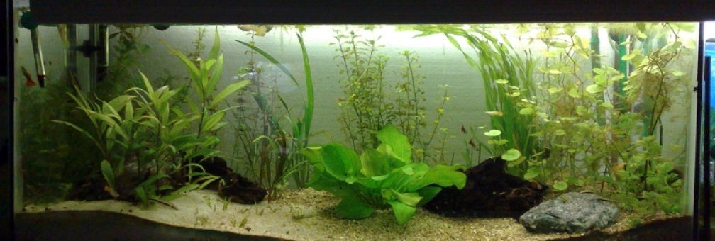 Aquarium Hauptansicht von Guppys