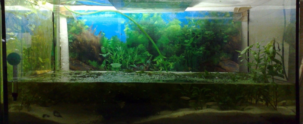 Aquarium Hauptansicht von Kardinälchen