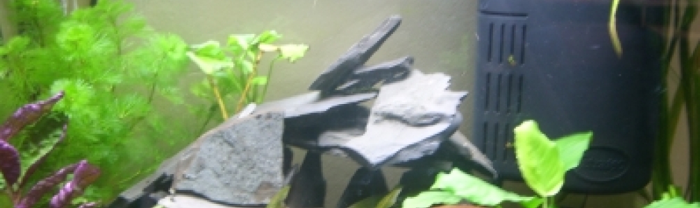 Kampffischaquarium