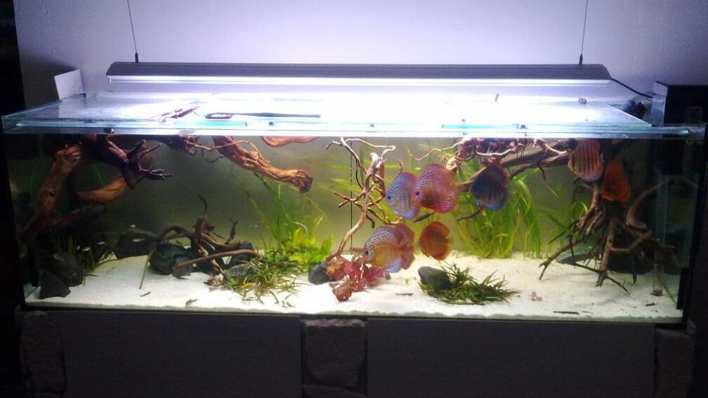 Aquarium Hauptansicht von Diskusbecken