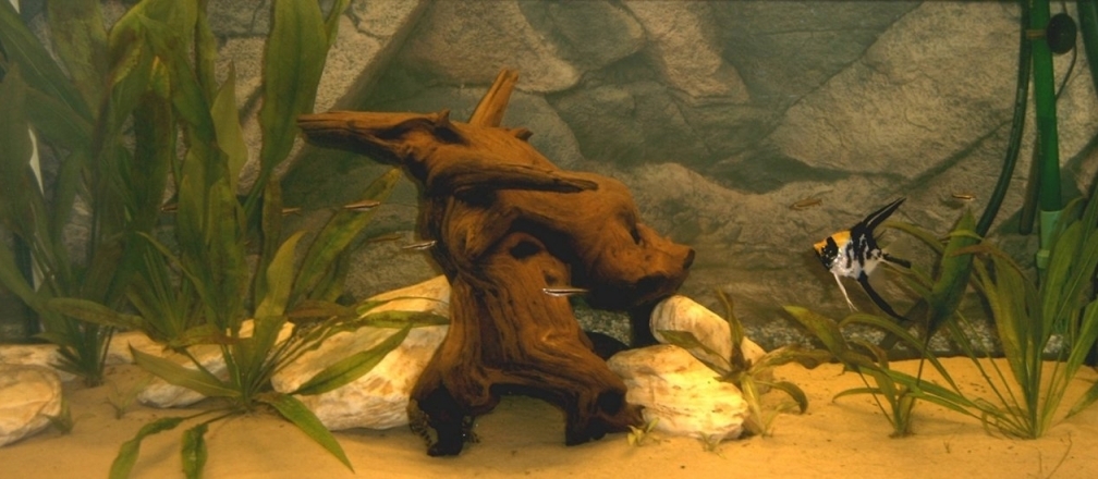 Amazonas-Becken Neueinrichtung 2010